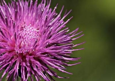 朱自清的名人名言(实用10句)