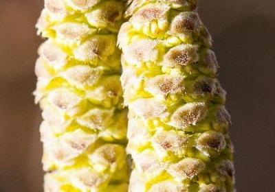 朱自清名言名句(实用21句)