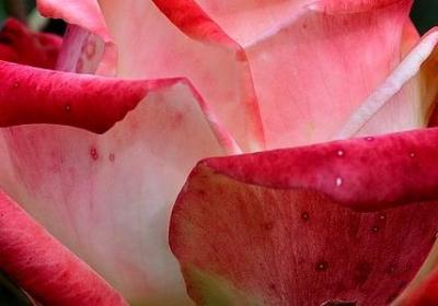 有志者事竟成的名言(优选100句)