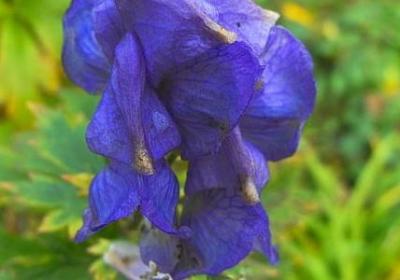 爱国名言名句大全(精选10句)