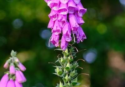 爱的教育名言名句(必备40句)