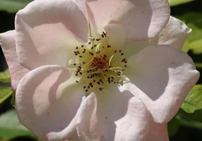 朱自清的名言警句(推荐80句)