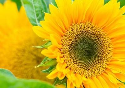 珍惜食物的名言(汇总10句)