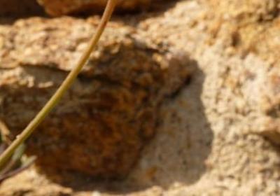 爱国名言书签(优选50句)