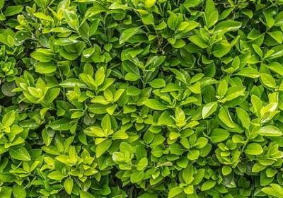 校园欺凌名言(合集40句)