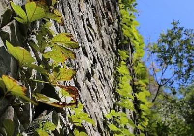 春天有关的词语(共70句)