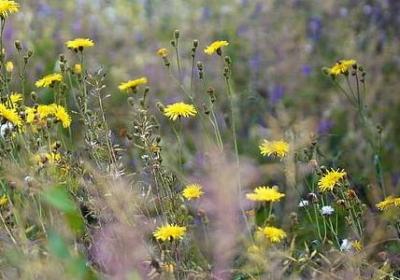 母亲节的词语(必备11句)