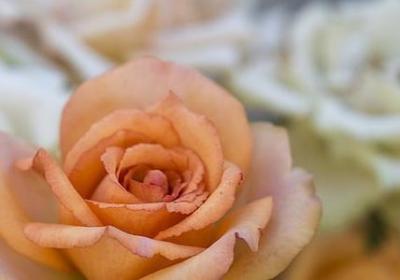 残废词语的意思(推荐60句)