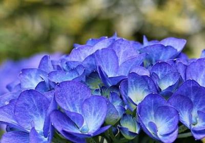 普可以组什么词语(推荐27句)