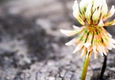 植物四字词语(共50句)