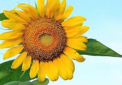 望文生义的词语(实用39句)