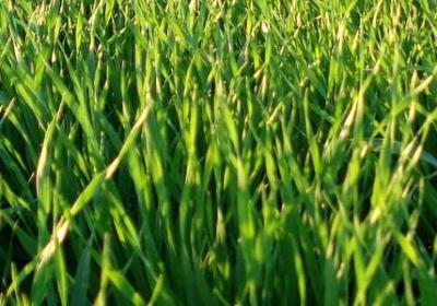 松怎么组词语(优选10句)