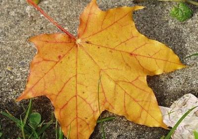 松的词语有哪些(必备16句)