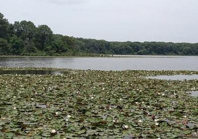 栗组词语有哪些(精选21句)