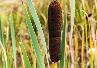 煤组词有哪些词语(51句)