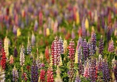 澳组词语有哪些(通用27句)