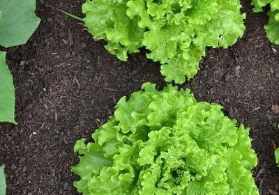 清而透明的词语(实用40句)