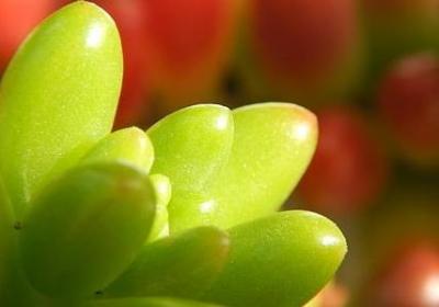 福的词语有哪些(实用42句)