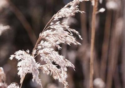 瓢字组什么词语(合集10句)