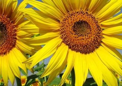 睬能组什么词语(必备6句)