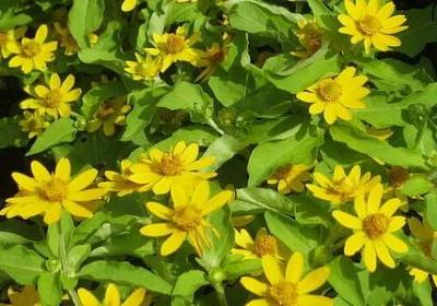 眼能组什么词语(实用13句)