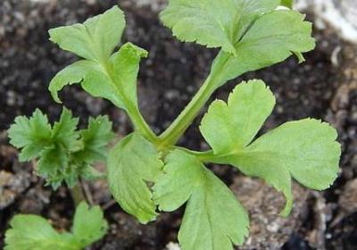 称赞颂扬的词语(通用60句)