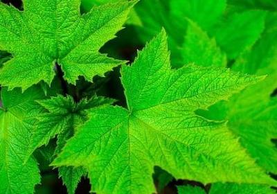 生活不易的词语(合集10句) 生活不易的词语(合集10句)