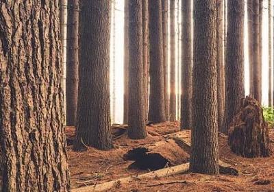 画可以组什么词语(汇总60句)