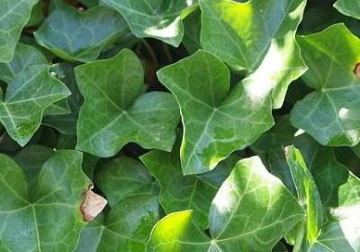 背能组什么词语(精选30句)