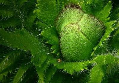 花儿开得什么填词语(热门15句)