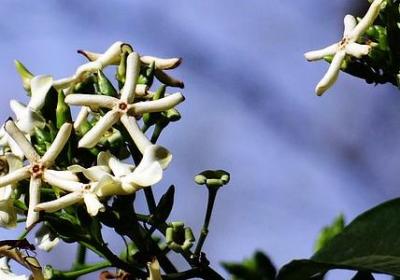 红楼梦词语摘抄(推荐20句) 红楼梦词语摘抄(推荐20句)