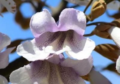 绿的多音字组词语有(推荐40句)