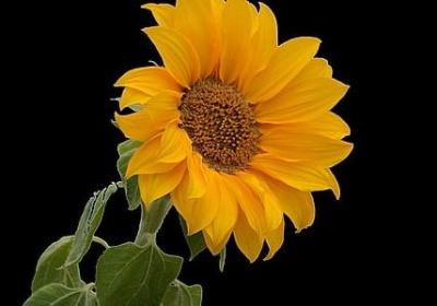 艾能组什么词语(共20句)