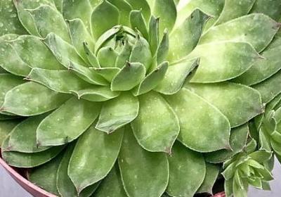 表示文明礼仪的词语(优选81句)