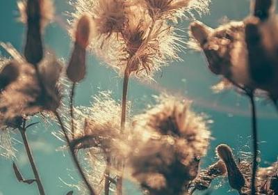 蜂可以组什么词语(热门10句) 蜂可以组什么词语(热门10句)