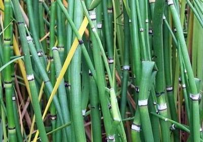 表扬姐姐的词语(共40句)