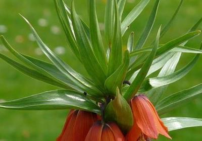 莲的四字词语(精选80句)