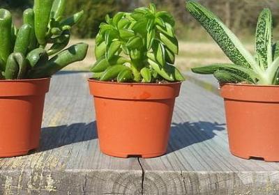 赞美武术高手词语(共20句)