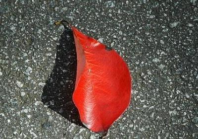 表达现在的词语(通用20句)