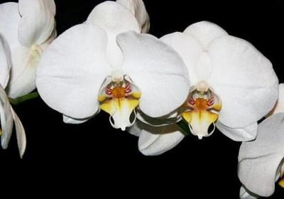 解字开头的词语(合集40句)