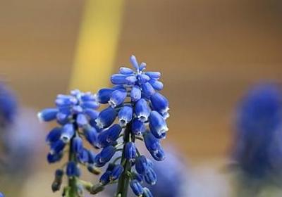 裙组词有哪些词语(精选42句)