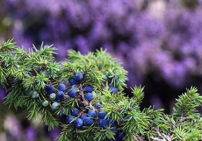 语可以组什么词语(热门8句)