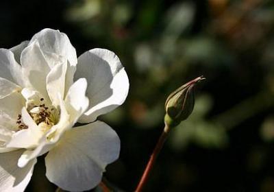 赞美朝霞的词语(60句)