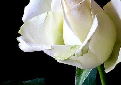 读书四字词语(合集50句)