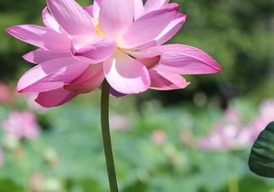 语文九年级上册词语(热门20句)