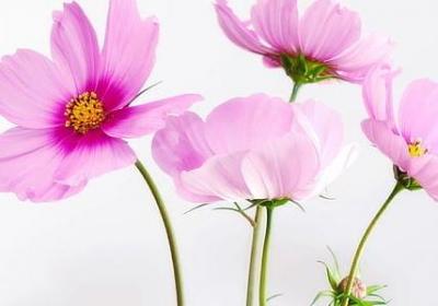 赞美故乡的词语(实用61句)