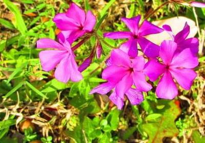 评价领导的词语(78句)