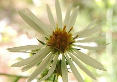 有关教师的名言名句(汇总60句)