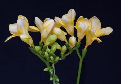 雪花飘飘类似的词语(汇总40句)