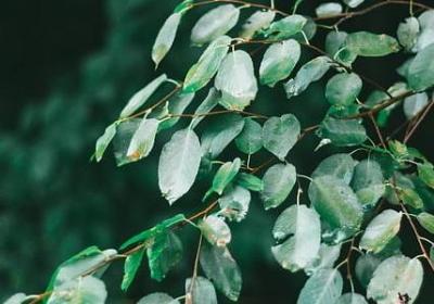 集可以组什么词语(共51句)